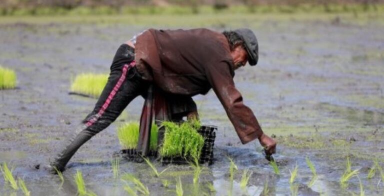 Thailand doubles rice export aim to 8 mln tons in 2023