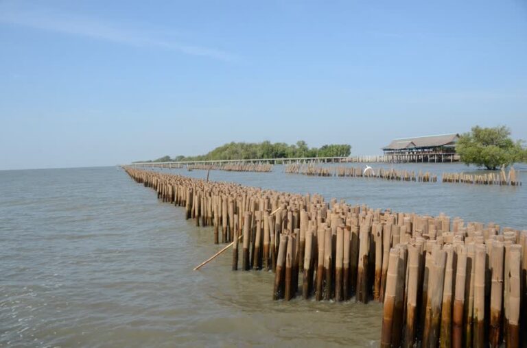 Efforts by Several Organizations to Stop Coastal Erosion