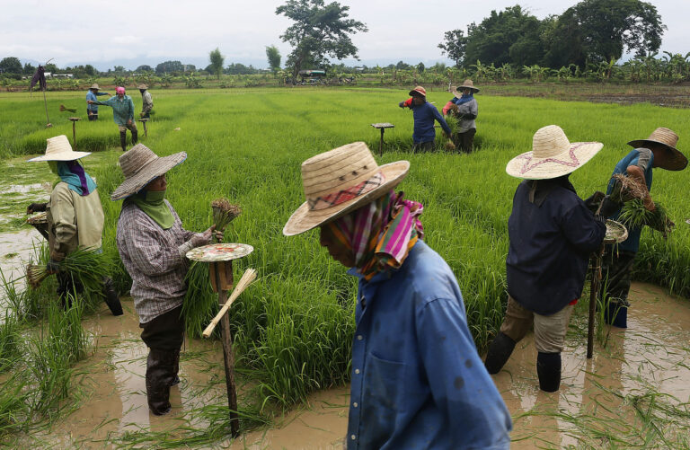 Bank of Thailand and 14 Governmental Units Set Up Database to Tackle Farm Debts