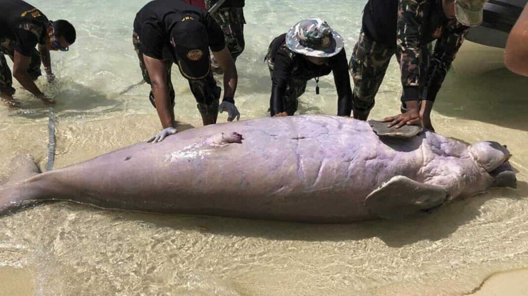 Urgent Measures Taken to Protect Thai Dugong Population